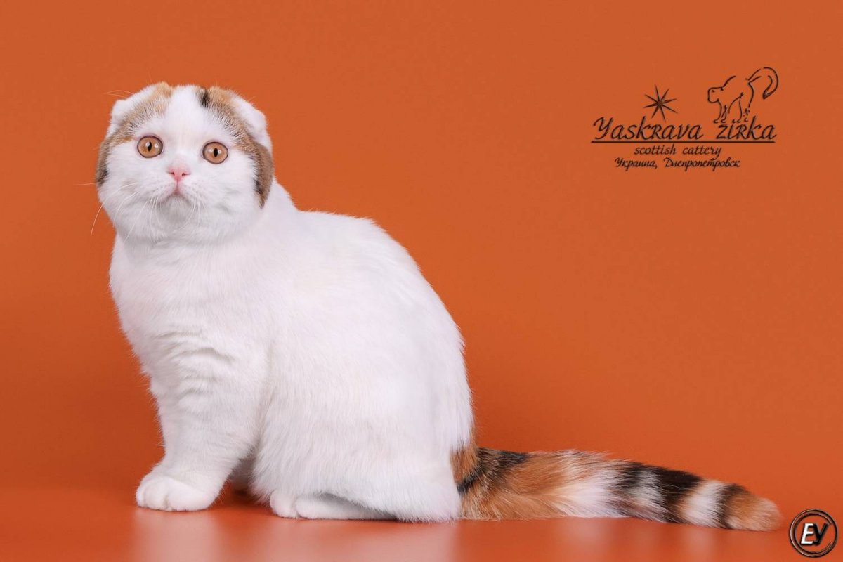 Скоттиш фолд ns24