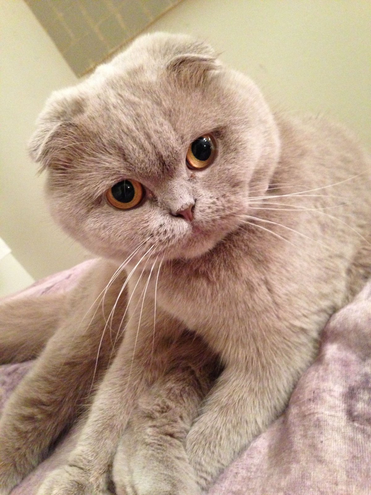 Шотландская вислоухая кошка черная