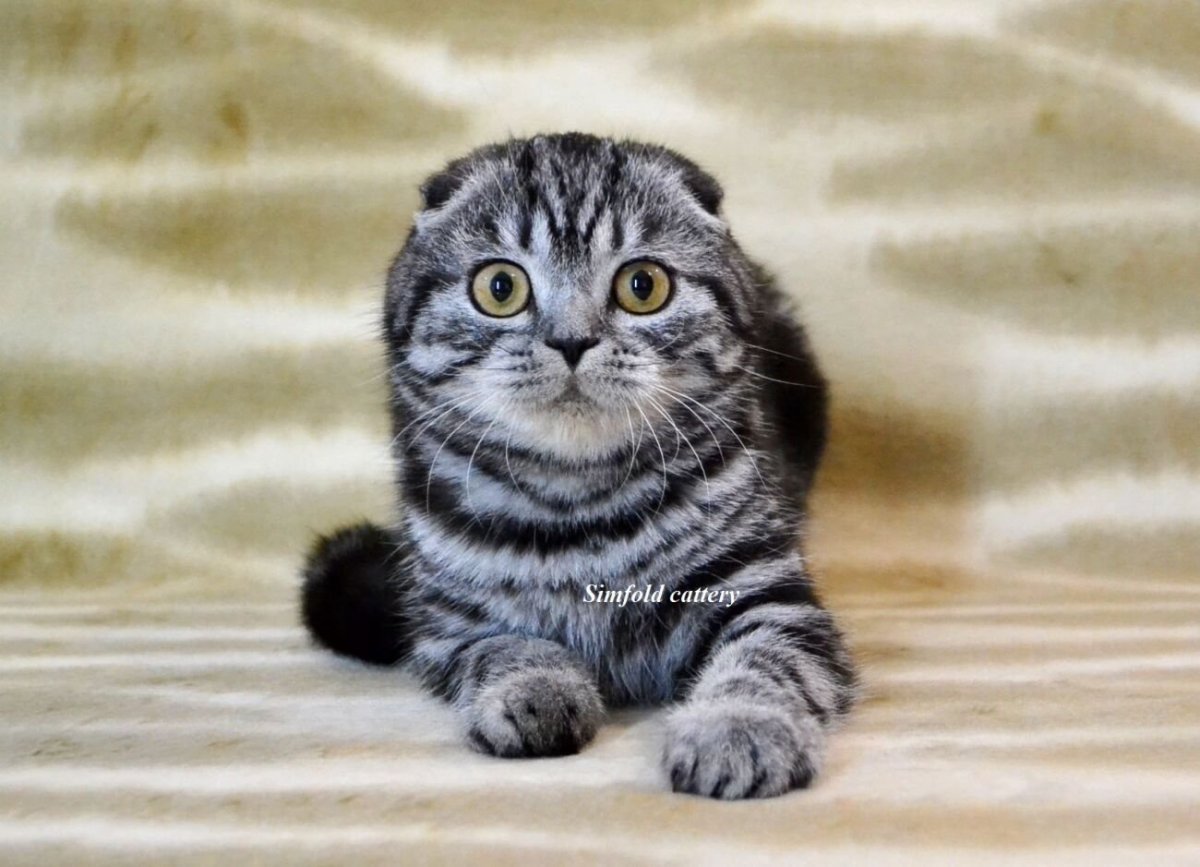 Шотландская вислоухая кошка биколор