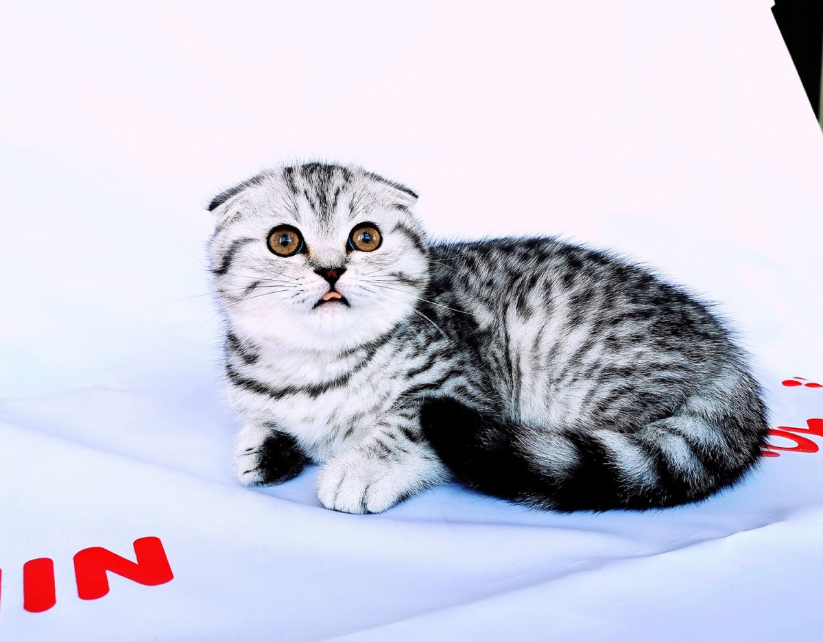 Шотландская вислоухая Бенгальская