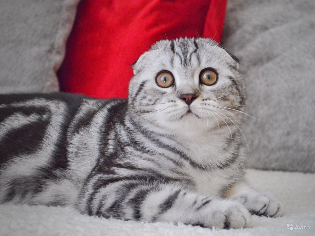 Шотландская вислоухая кошка