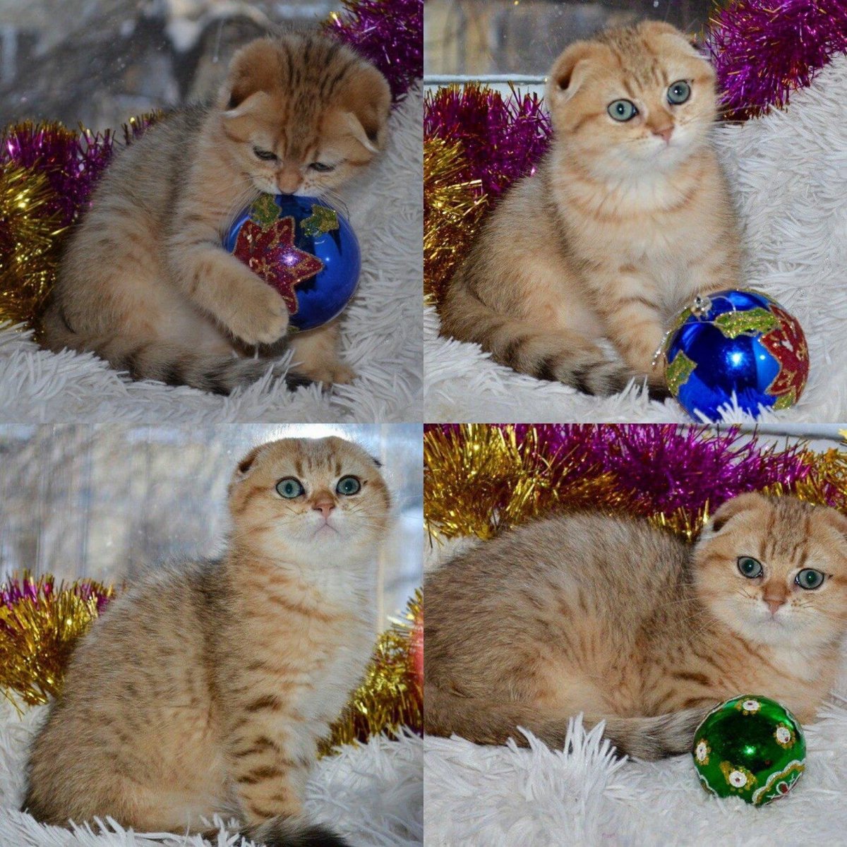 Шотландская вислоухая табби