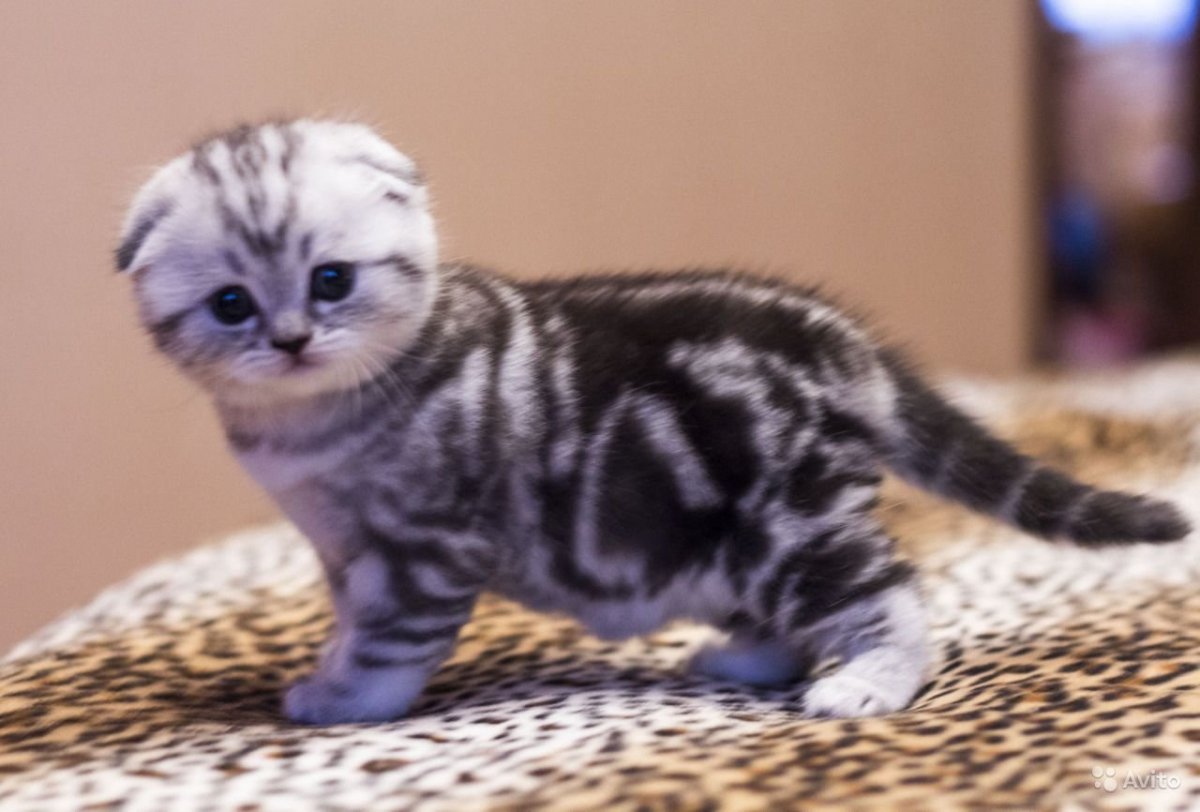 Шотландская вислоухая кошка циннамон