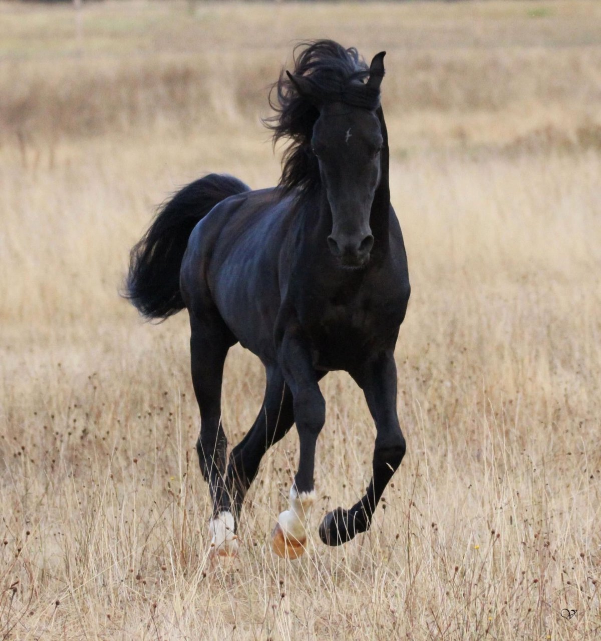 Белый Мустанг лошадь