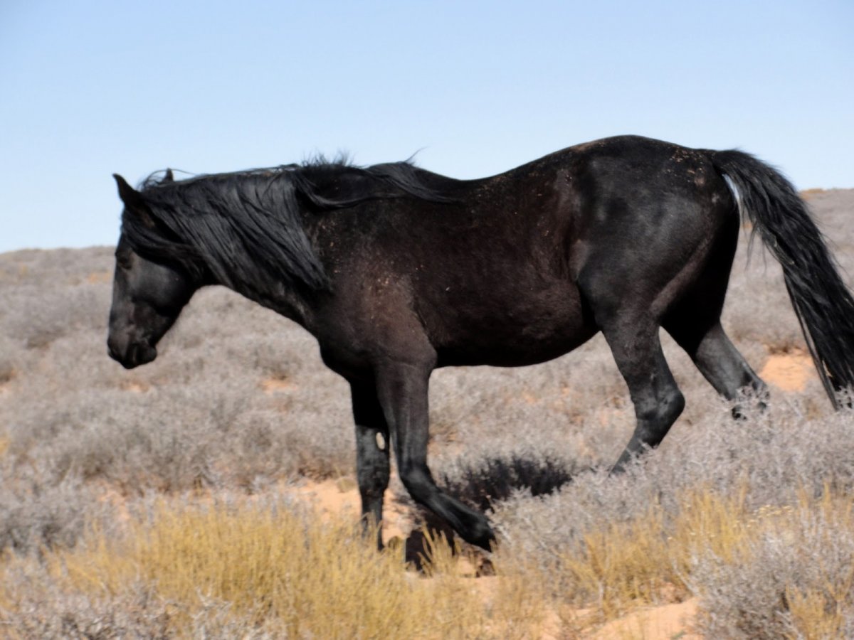 Дикий черный Мустанг лошадь