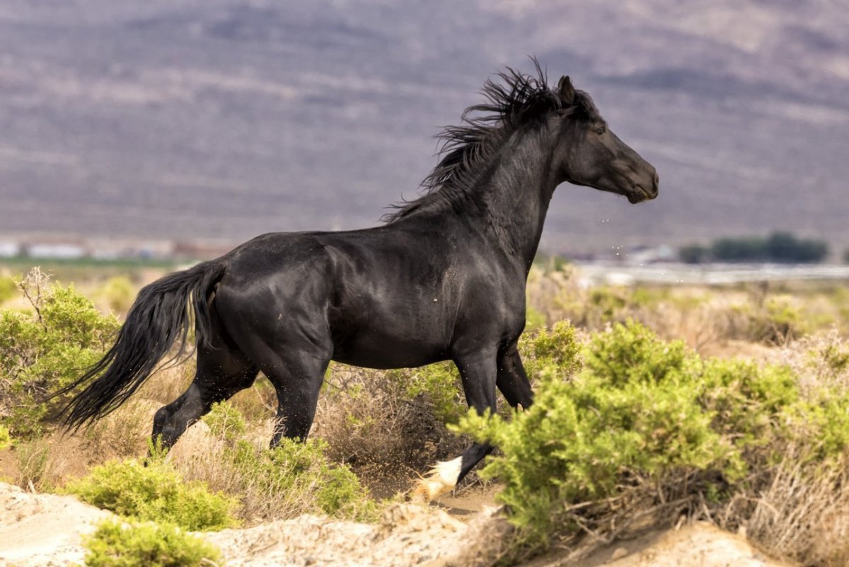 Белая и черная лошади фото