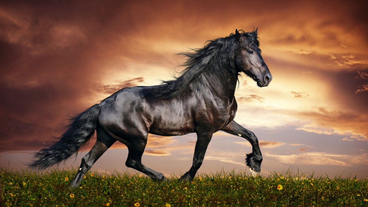 Шайр Буцефал лошадь