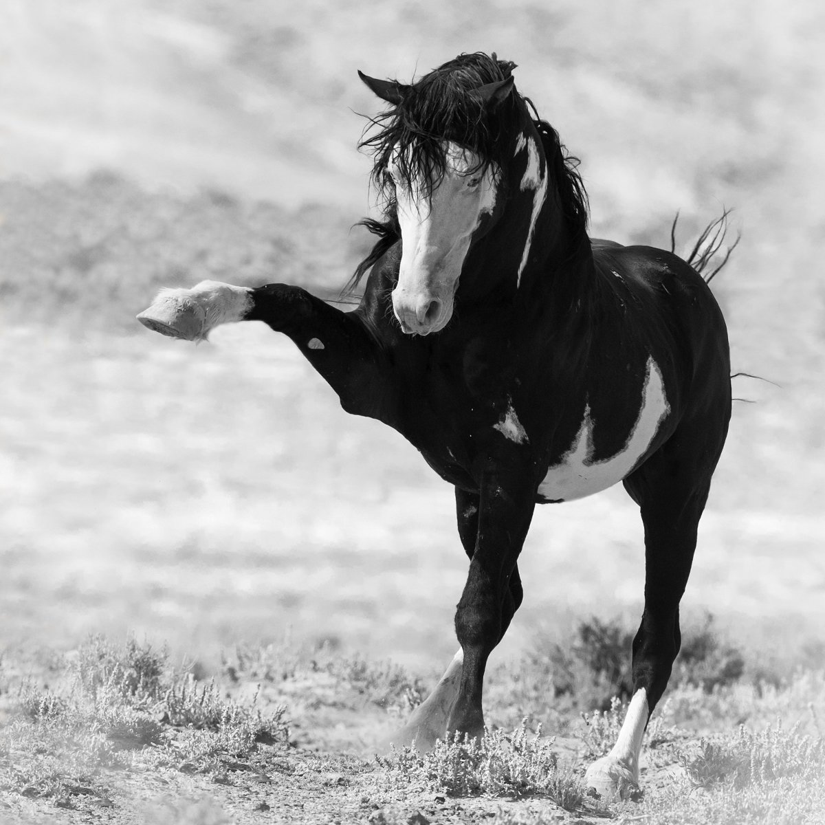 Картинки про лошадь спирит