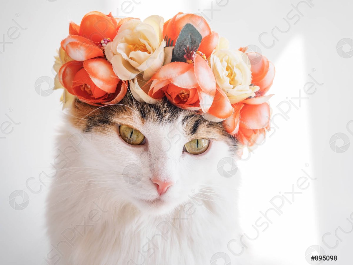 Кошка с короной на голове