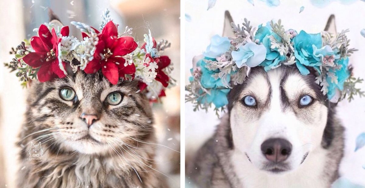 Кошка с венком на голове
