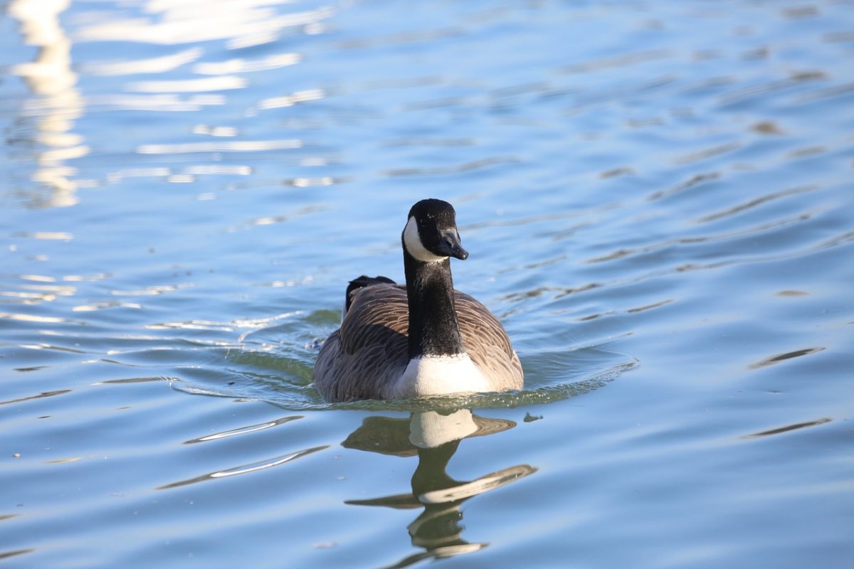 Водоплавающие птицы озера Селигер