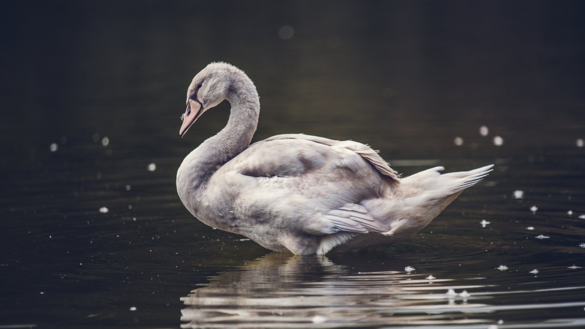 Водоплавающие птицы кряква