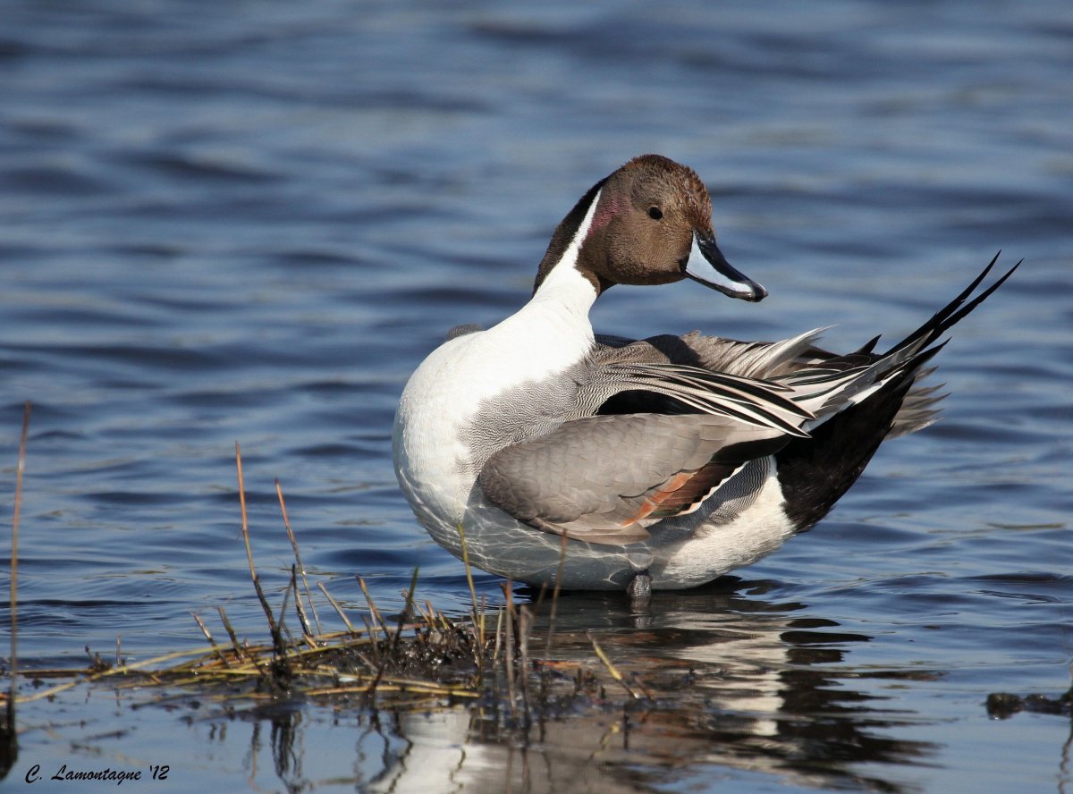 Шилохвость селезень