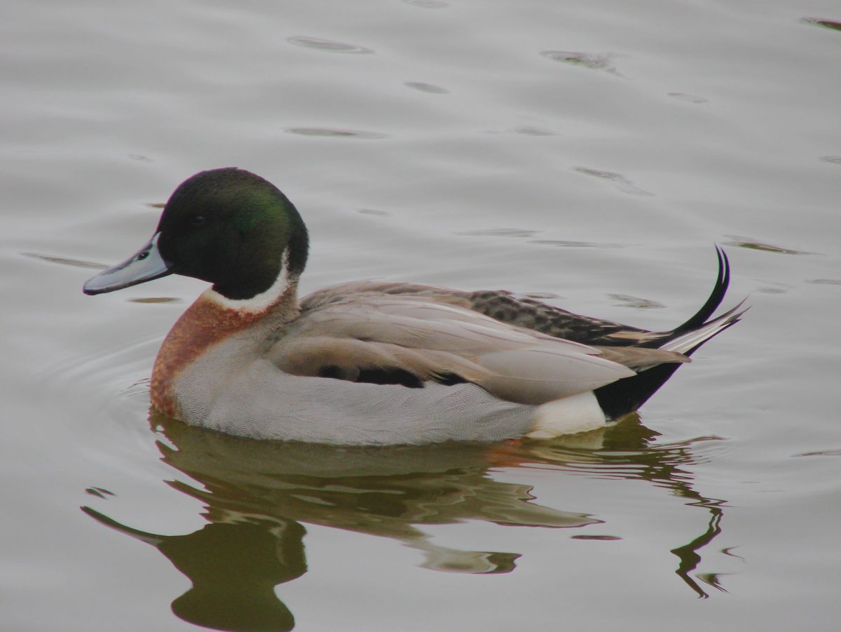 Уточка в воде