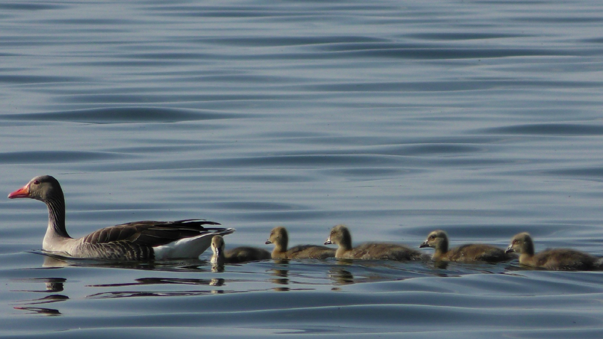 Кряква Прудовая
