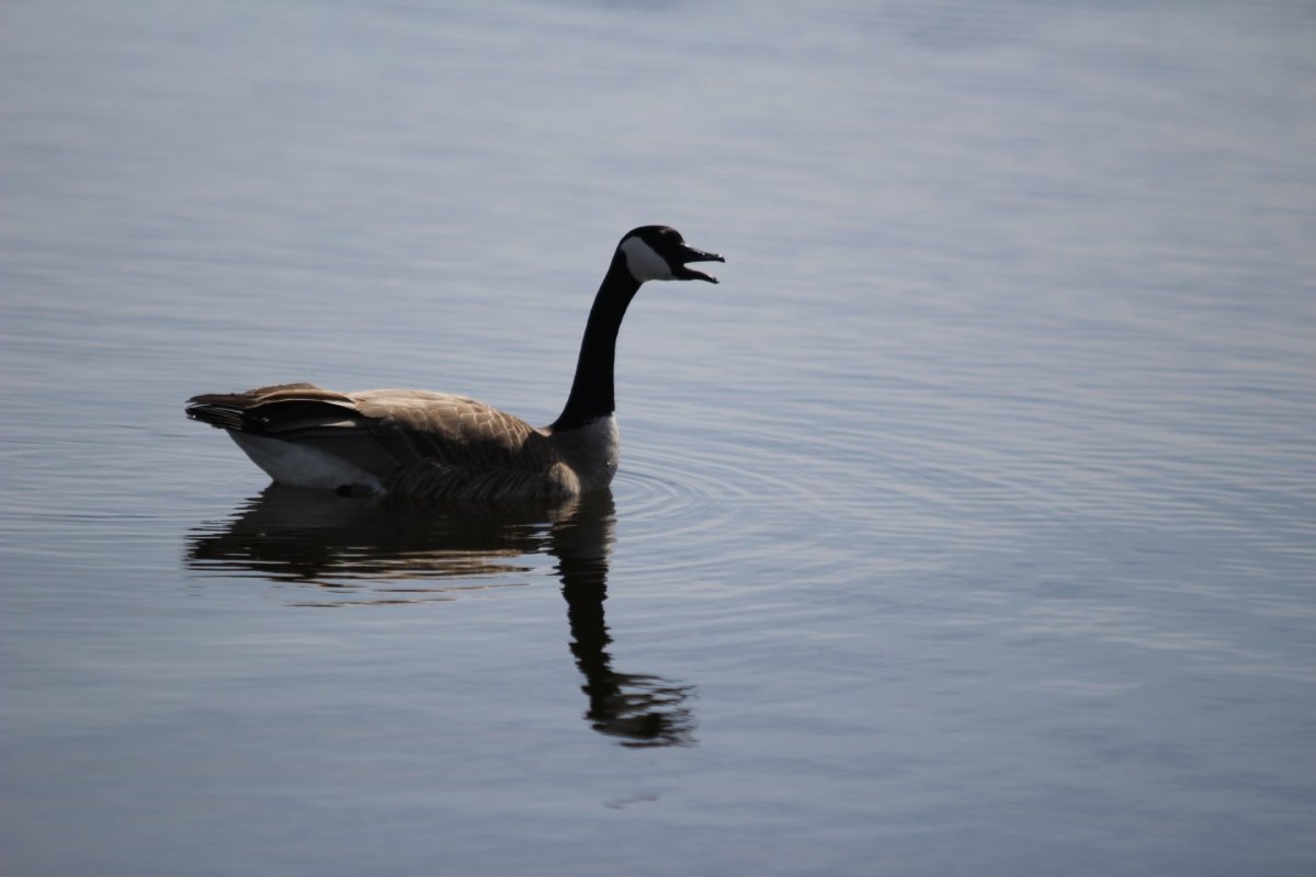 Водоплавающие птицы Царицынских прудов