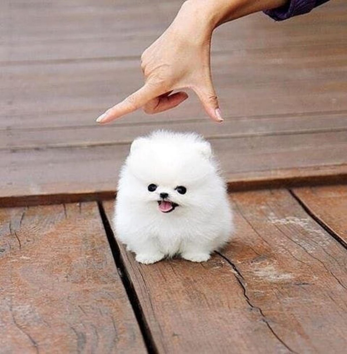 Карликовый шпиц флаффи