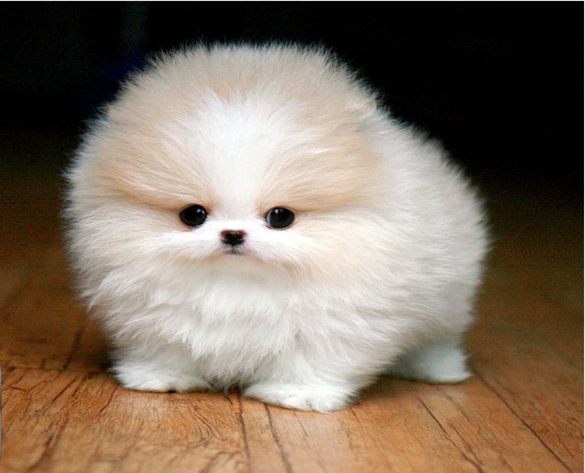 Померанский шпиц бо