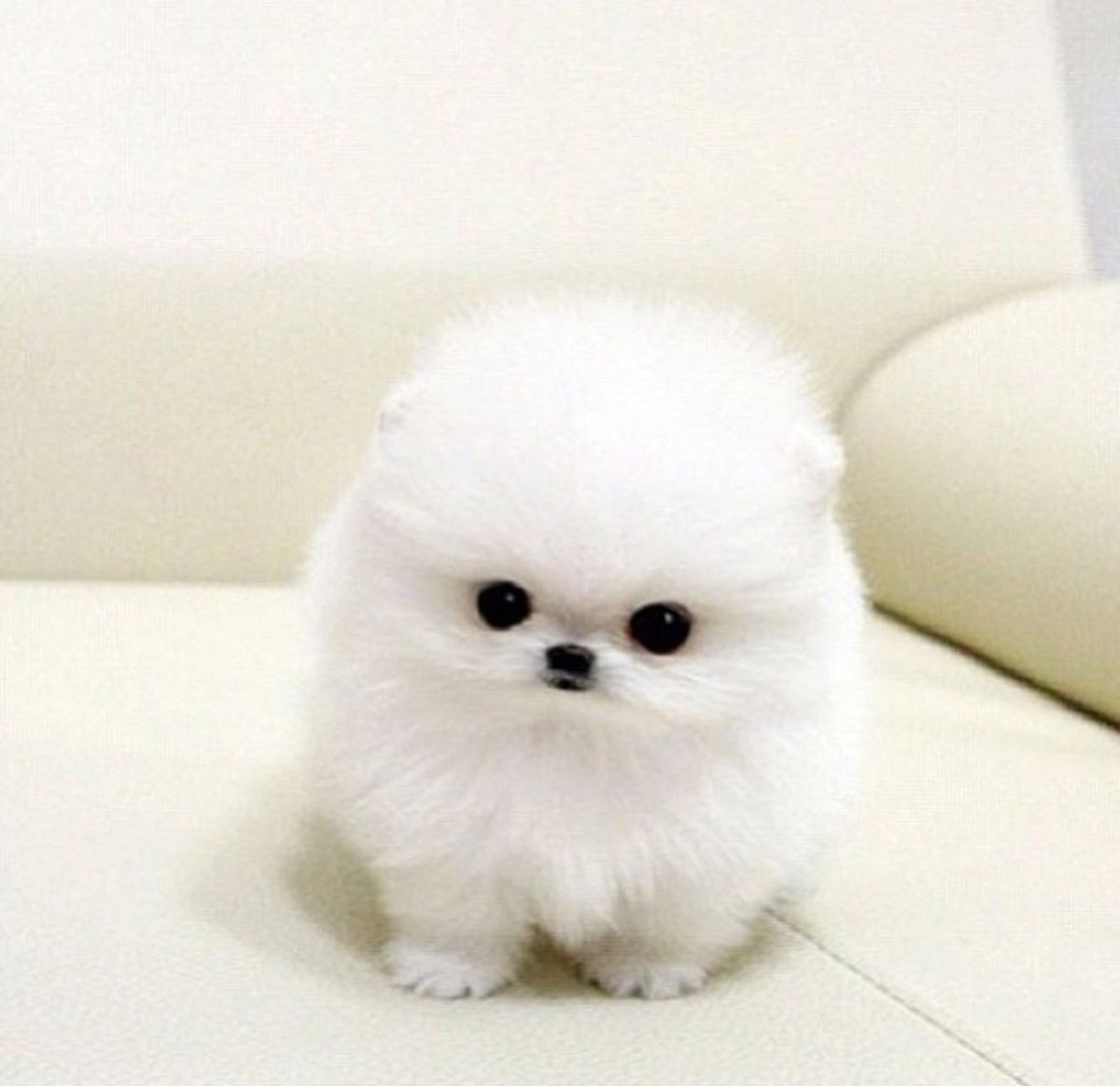 Померанский шпиц Jiff