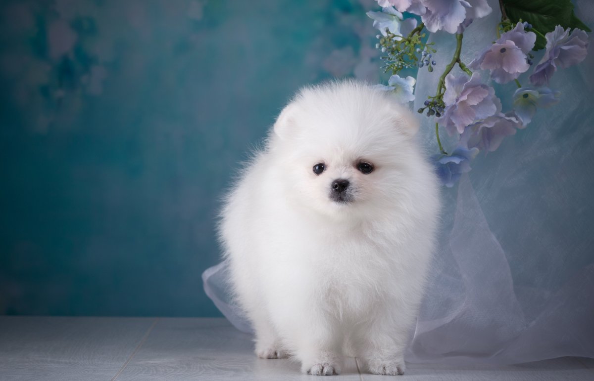 Pomeranian Spitz Puppy
