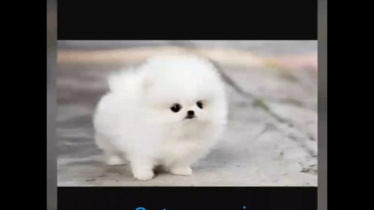 Шпиц померанский карликовый