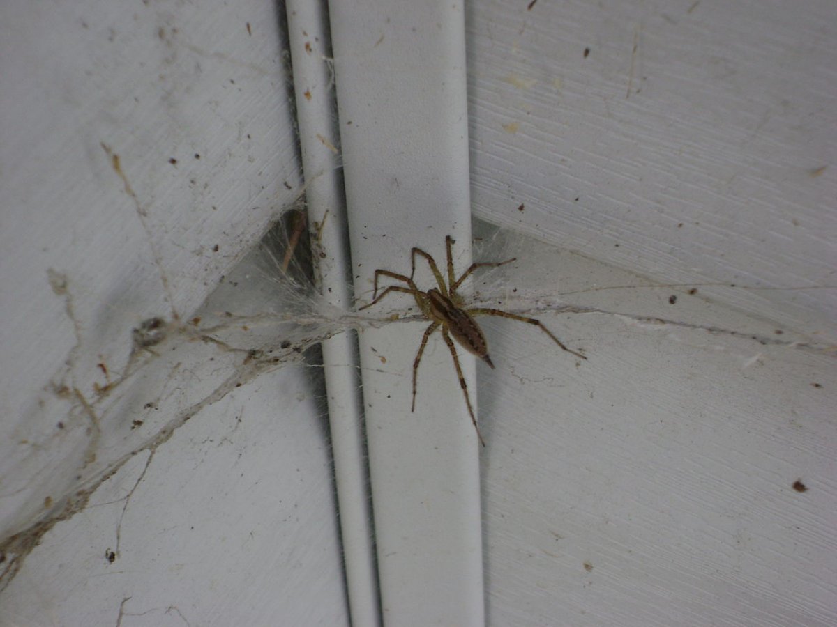 Чердачный паук