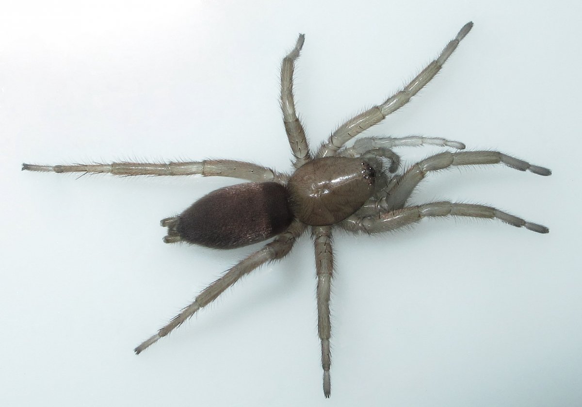 Haplodrassus cognatus