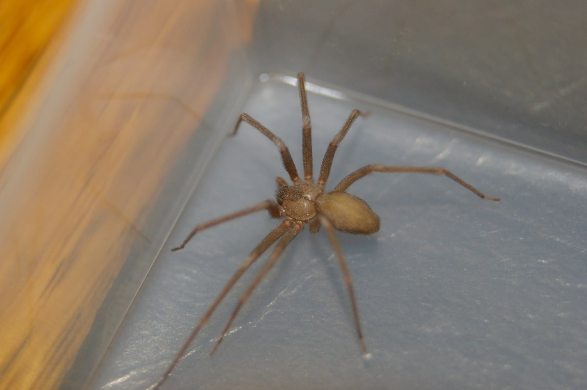 Полосатый Домовой паук