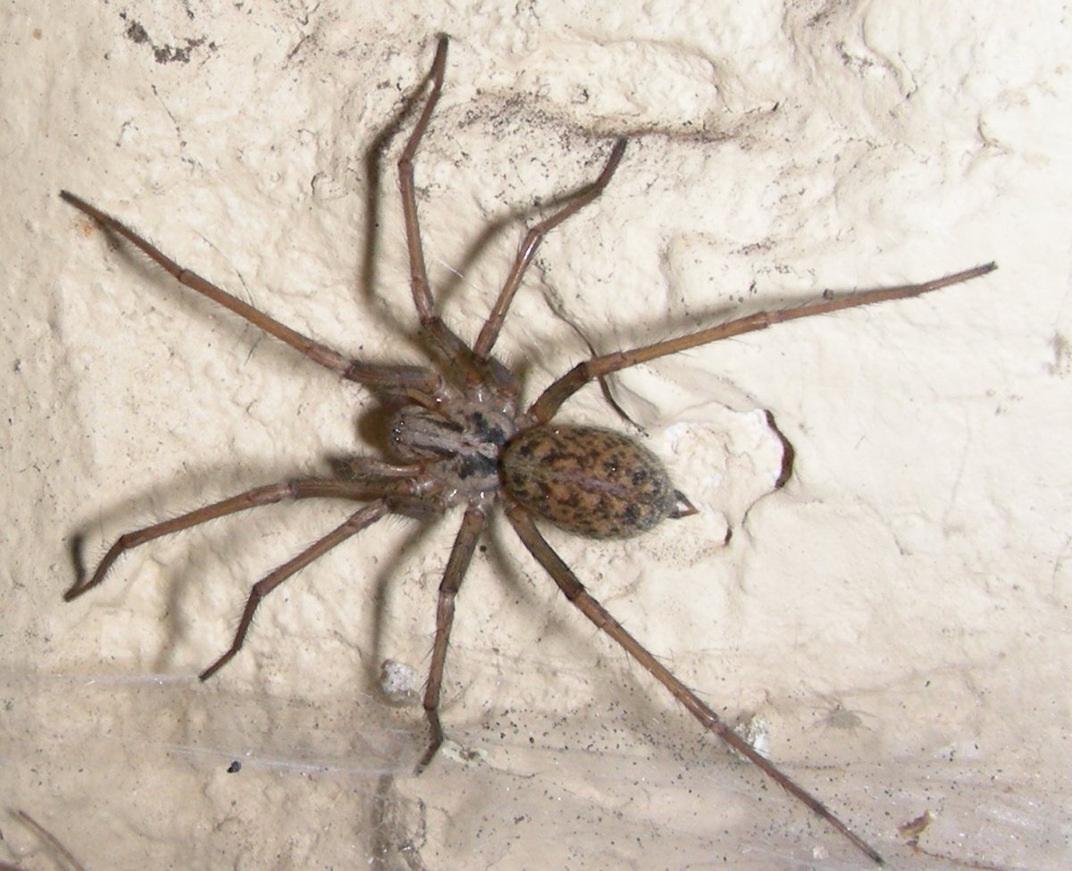 User Posted image Pardosa pullata (точки более мелкие) и Pardosa sphagnicola