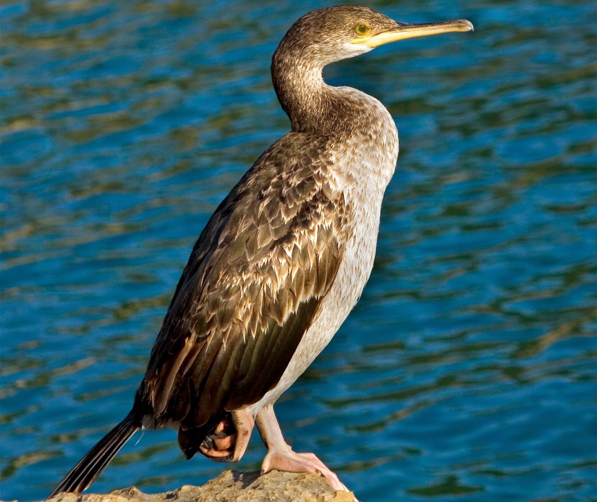 Западноамериканская поганка