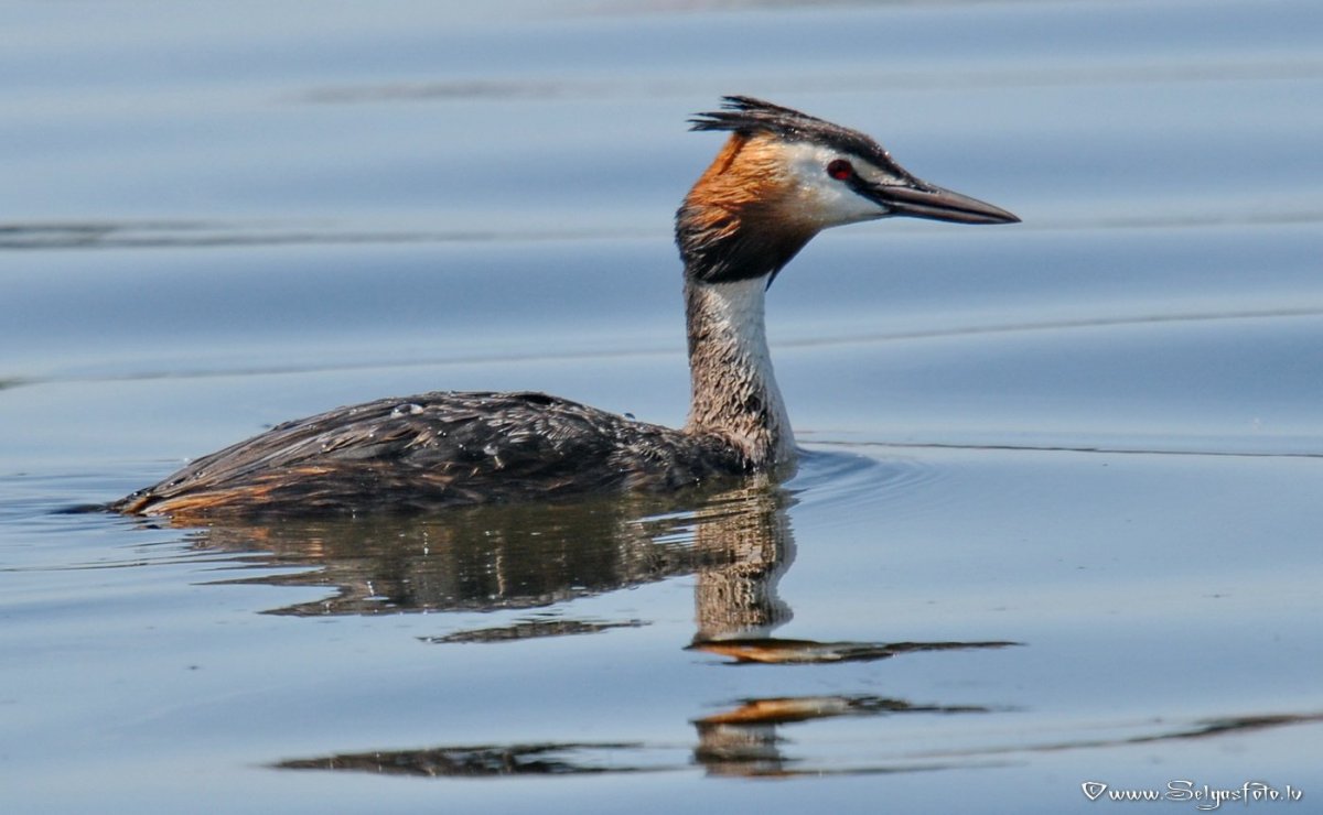 Утка с острым клювом