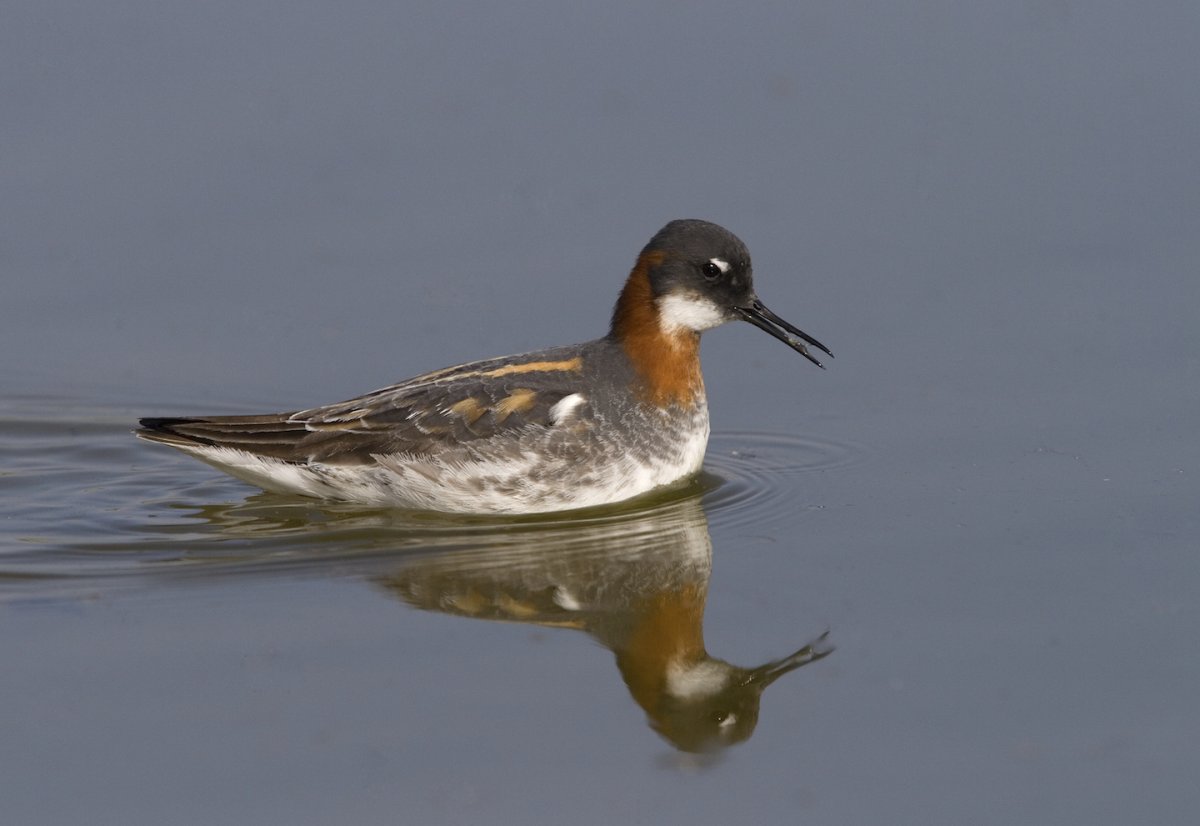 Утки с хохолком на голове фото