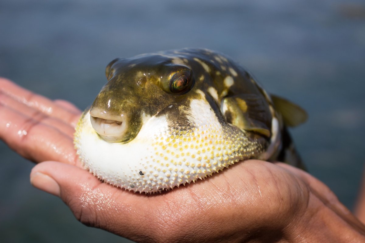 Рыба фугу бурый Скалозуб