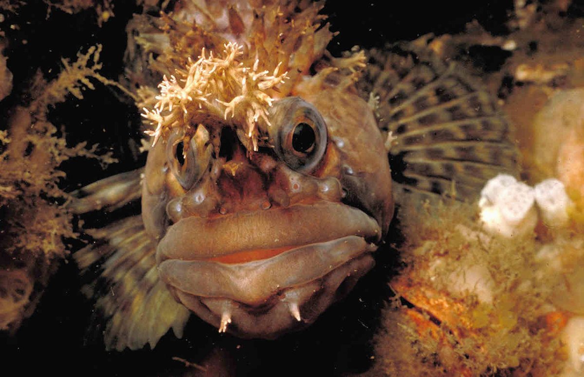 СЛИЗЕНЬ Jorunna Parva