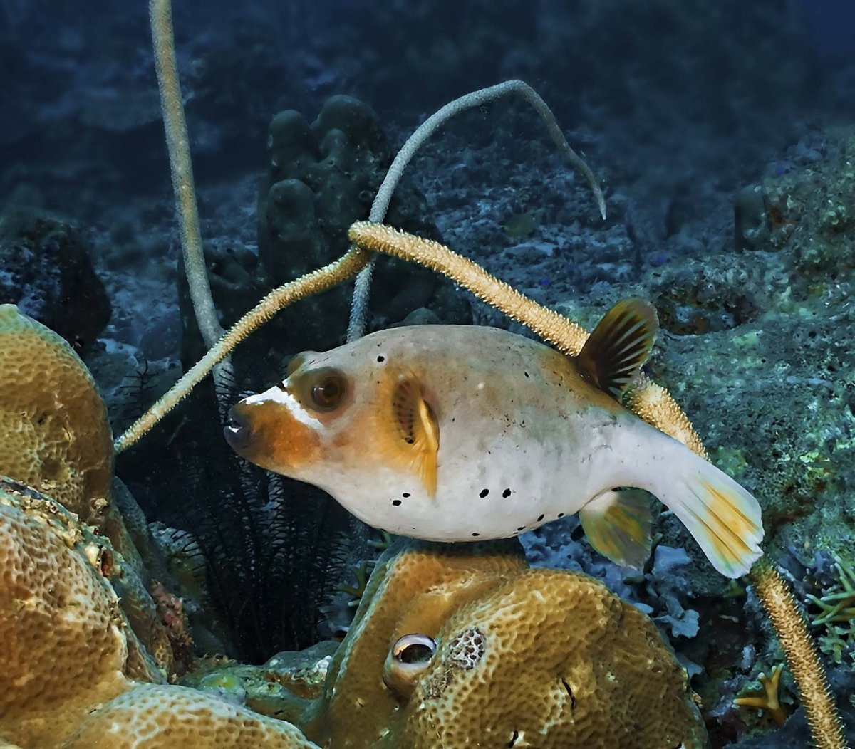 Рыба собака Приморский край