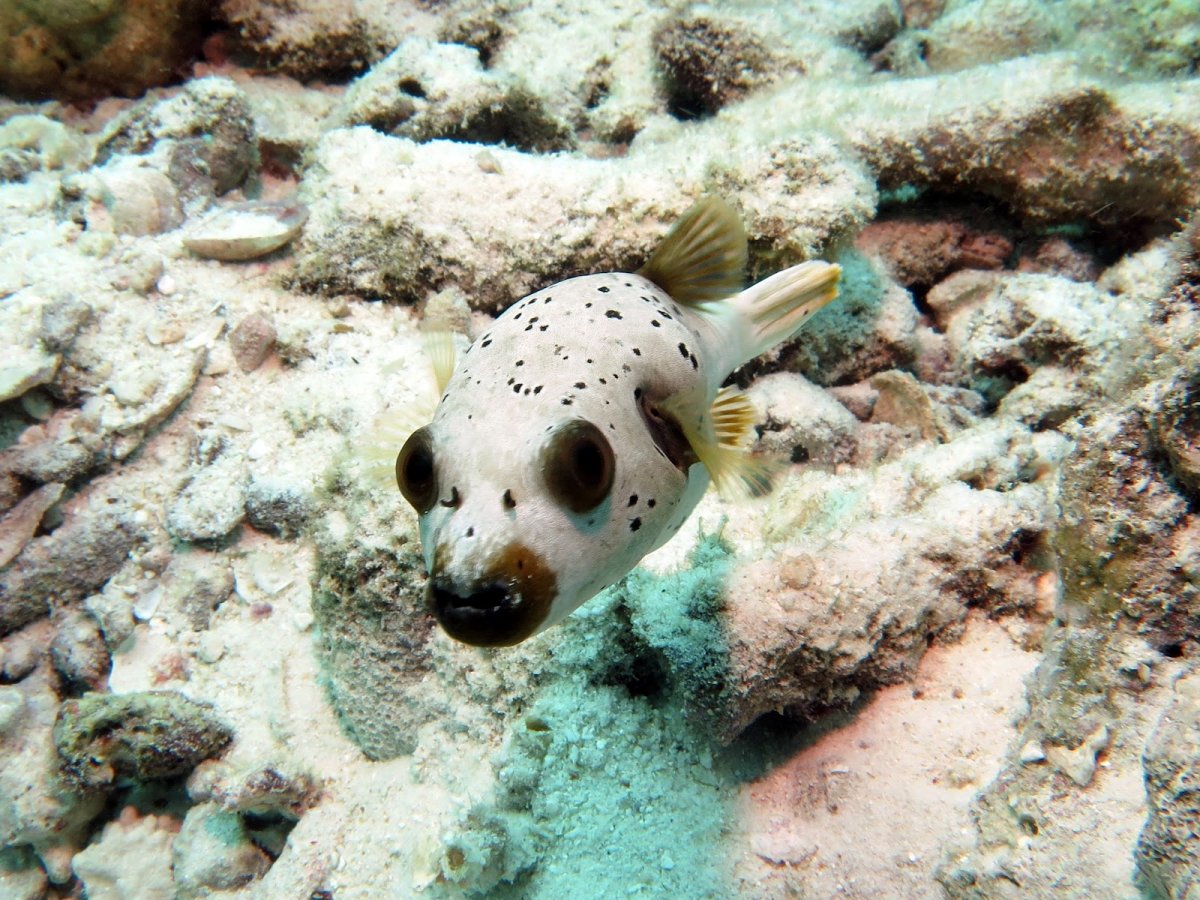 Ядовитая рыба фугу