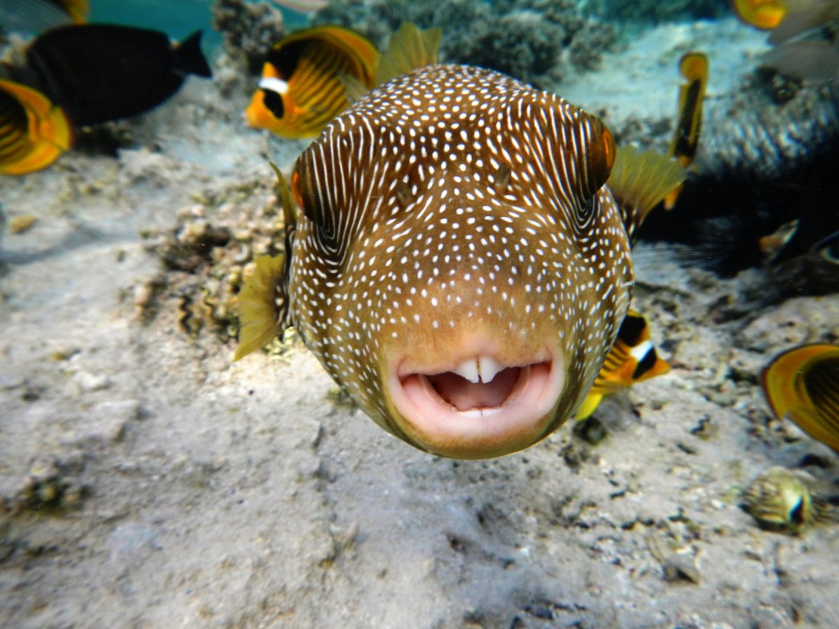 Аротрон черноточечный Arothron nigropunctatus