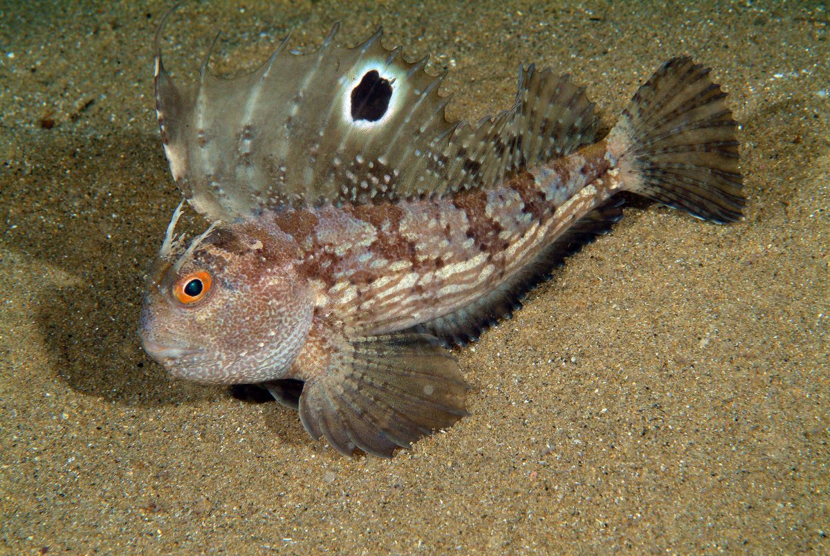 Рыба собака устала