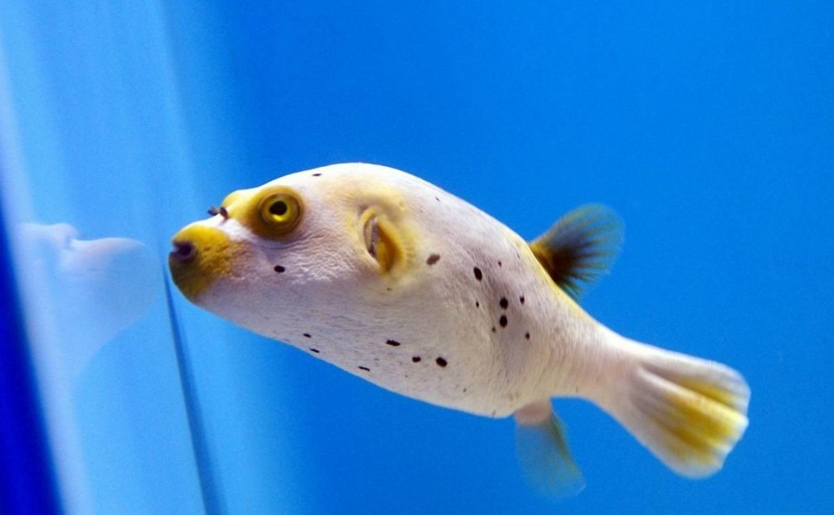 Испуганные рыбы