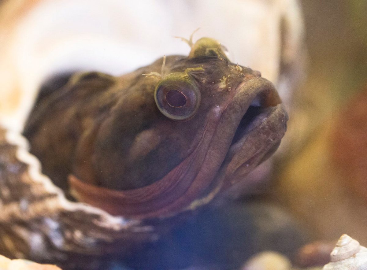 Черноморский морской дракончик рыба