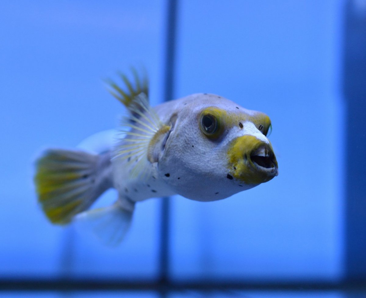 Рыба собака Севастополь