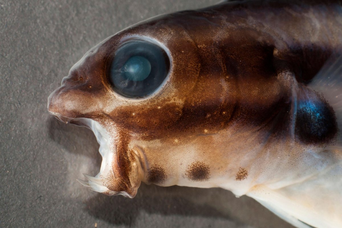 Ядовитая рыба фугу