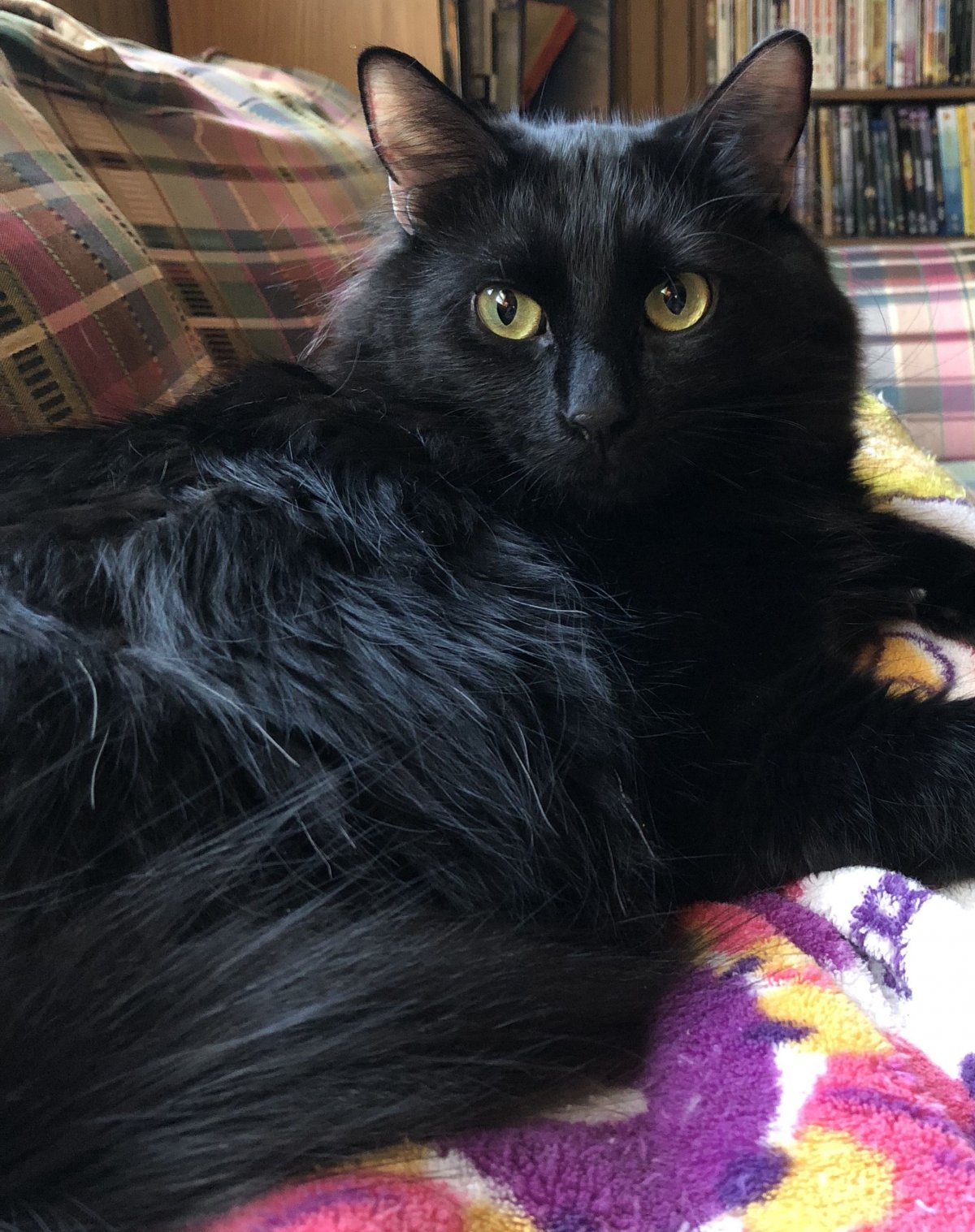 Сибирская черная кошка