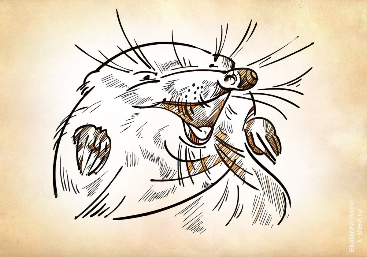 Выхухоль карикатура