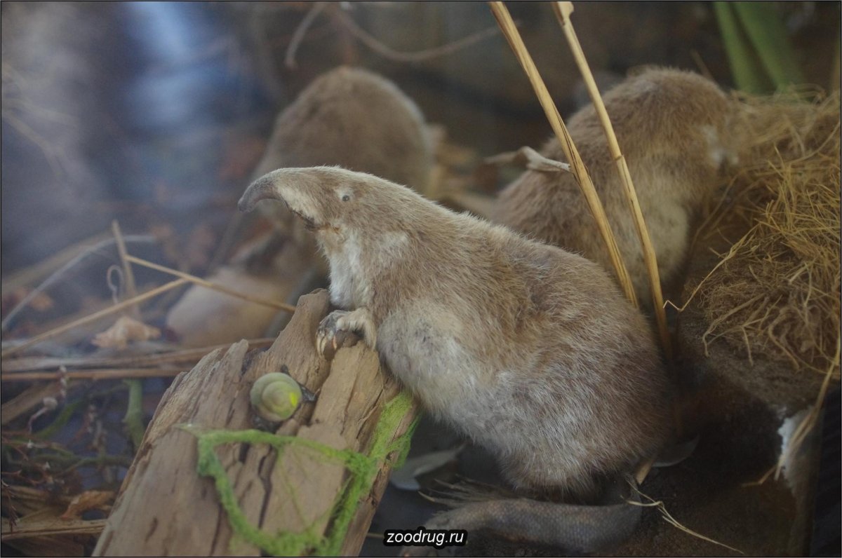 Выхухоль птица