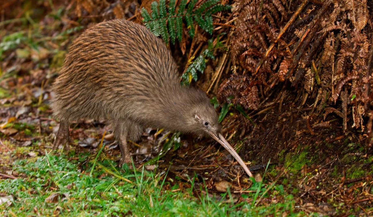 Выхухоль птичка