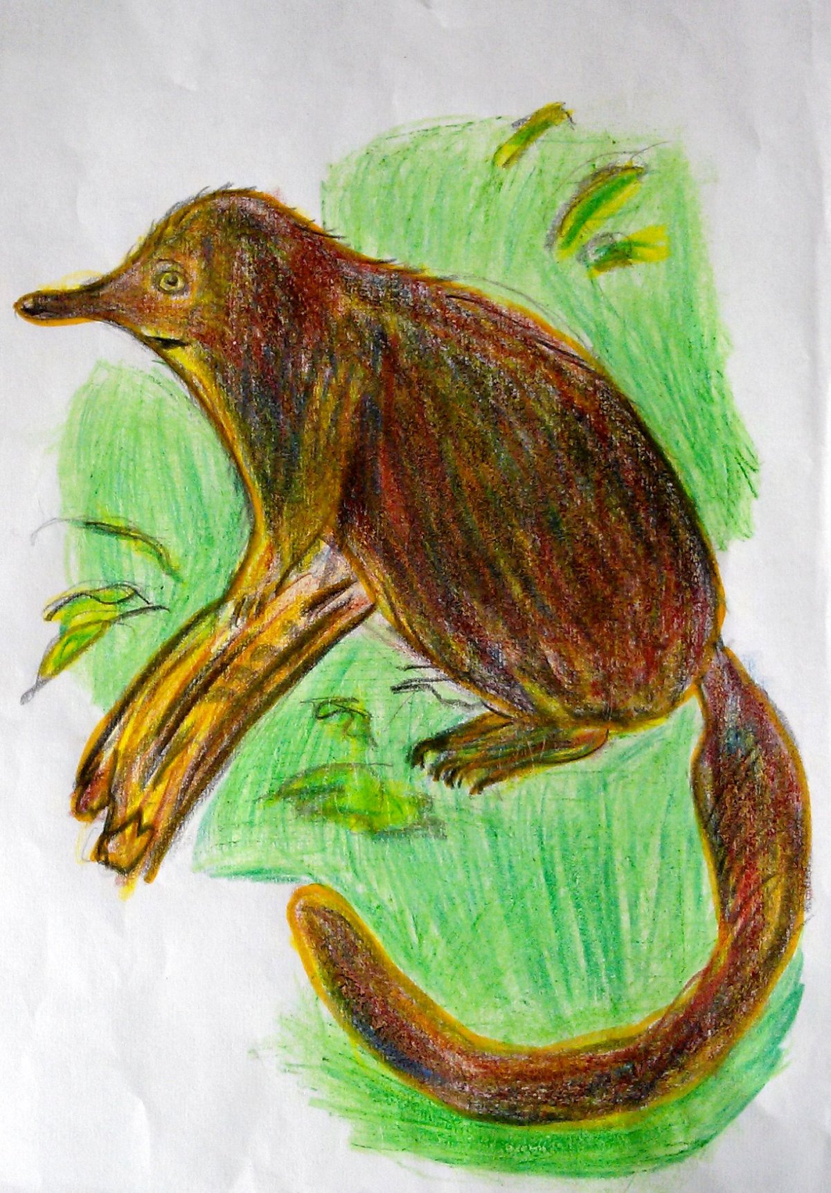 Пиренейская выхухоль