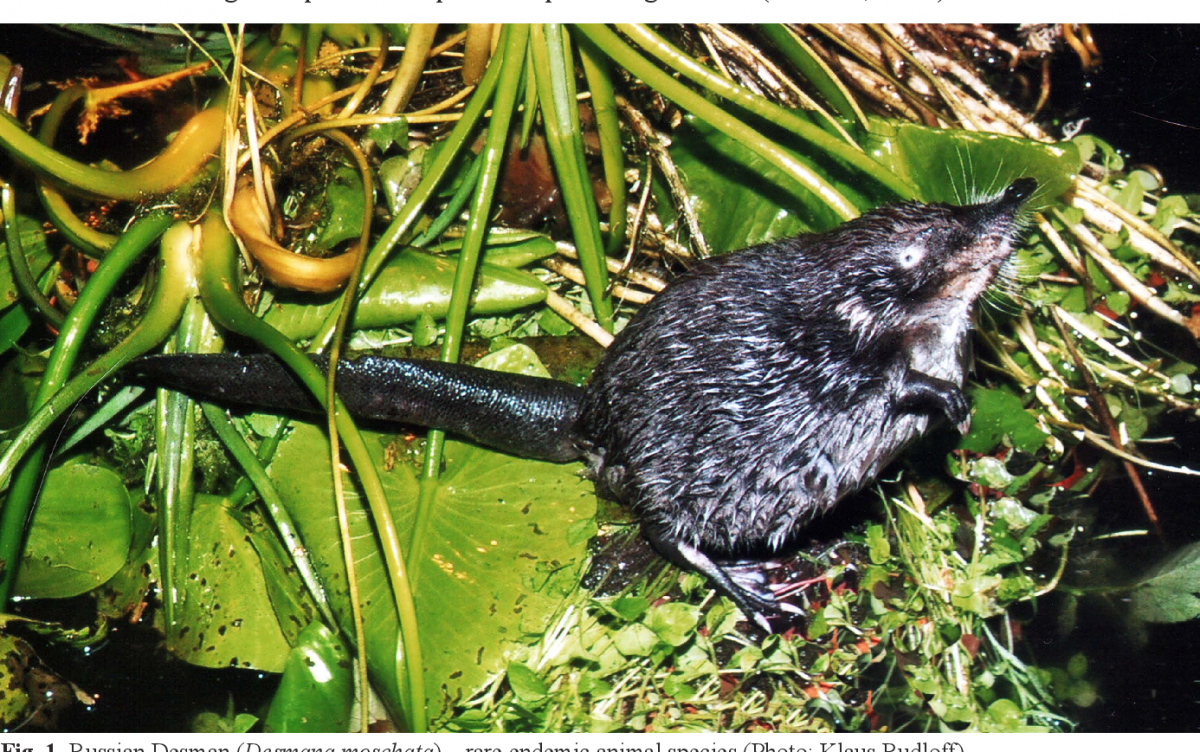 Русская выхухоль Desmana moschata