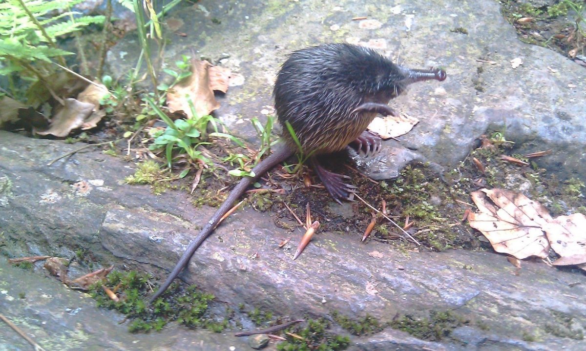 Выхухоль картинки прикольные