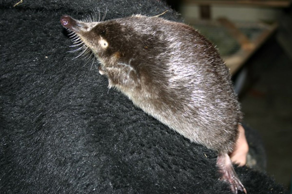 Отряд Насекомоядные выхухоль